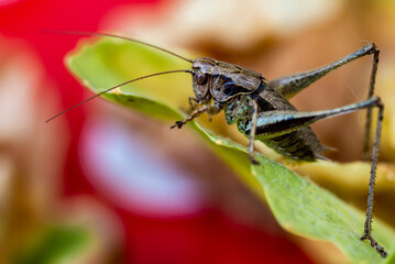 Criquet sur une feuille dans le jardin