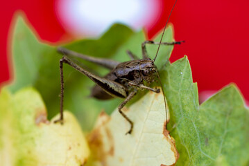 Criquet sur une feuille dans le jardin