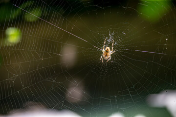 Araign&eacute;e de jardin dans sa toile