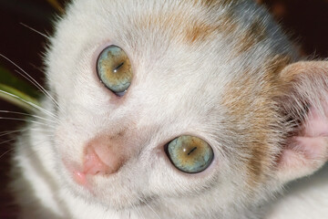 White kitten looking at the camera