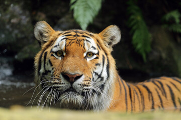 The Siberian tiger (Panthera tigris tigris), also called the Amur tiger (Panthera tigris altaica) portrait on a dark background. Beautiful male Siberian tiger in warm summer.