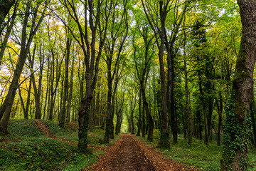 Chemin au début de l'automne dans la forêt - obrazy, fototapety, plakaty