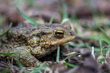 Nahaufnahme einer Erdkröte, einer Bufo Bufo an einem Teich, ihren Laichplatz.