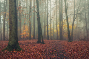 Templeton Woods Dundee Scotland