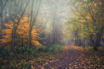 Templeton Woods Dundee Scotland