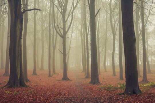 Templeton Woods Dundee Scotland