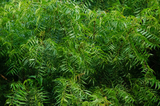 Close up of NEEM plant's leaves in morning sunshine. Also use for background. Also use in medical field.  