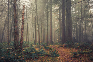 Templeton Woods Dundee Scotland