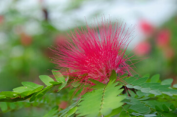 Selective focus on RED CALLIANDRA HAEMATOCEPHALA FLOWER with green leaves isolated with blur background in park in morning sunlight.