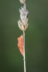 Die Puppe einer Schmetterlingsraupe an einem Grashalm.
