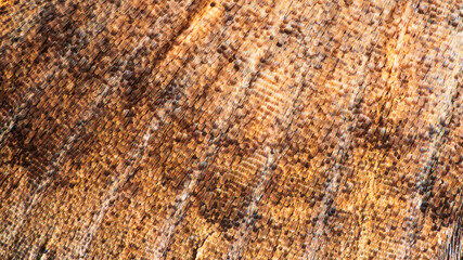 Extreme close-up image of the wings of a moth.