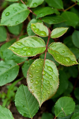 Drops on the leaves of rose