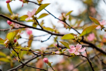 Fototapeta na wymiar blooming cherry branch, pink flowers on the background of branches. selective focus