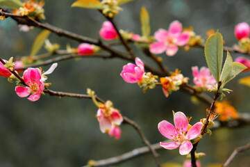 flowers on sakura branch during spring flowering. cherry blossoms
