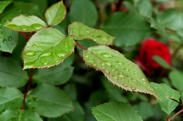 Drops on the leaves of rose