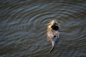 Portrait einer Bisamratte an einem Fluss. Diese Tiere werden relativ handzahm.