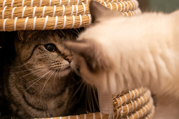 キャットハウスの中にいるマンチカンを内緒でデートに誘いに来たように見えるラグドール