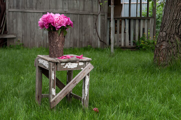 Bouquet of pink peonies in wooden vase with fallen petals on the green grass