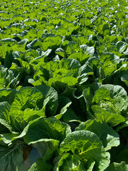 白菜 畑 高原野菜 農業 長野県