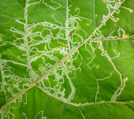 Leaf miner traces