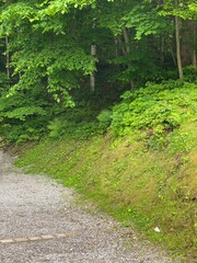 Wald, Eichhörnchen, Bäume