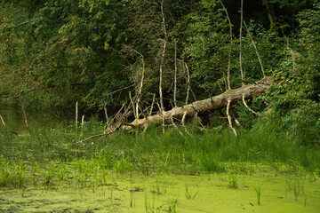 Fototapeta premium An old fallen tree lies on the surface of the river, summer forest landscape