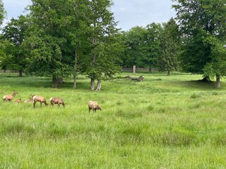 Obraz premium Tiere, Feld, Wald