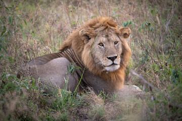 Löwe in der Wildnis, Afrika