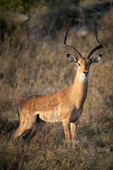Antilope in der Wildnis, Afrika