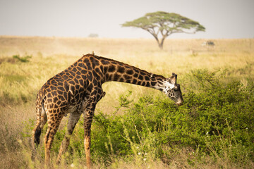 Giraffe in der Serengeti, Wildnis, Afrika
