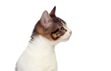 Profile of a cute cat