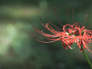 光を受けて浮かび上がる彼岸花　9月