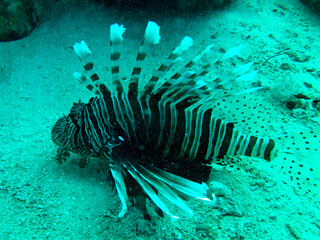 lionfish and coral