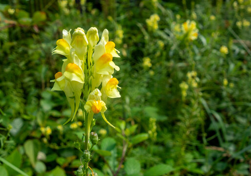 yellow toadflax flower