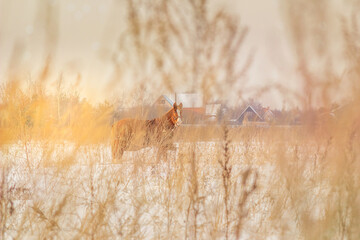 Horse behind blades of grass under layer of snow in the rays of the setting sun