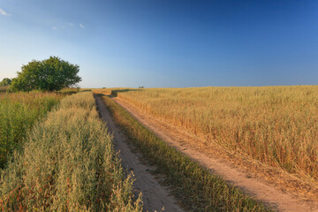 The road through a field sown with oats on the background of a blue sky.