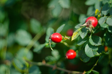 ripe hip roses on branch with leaves, on green background