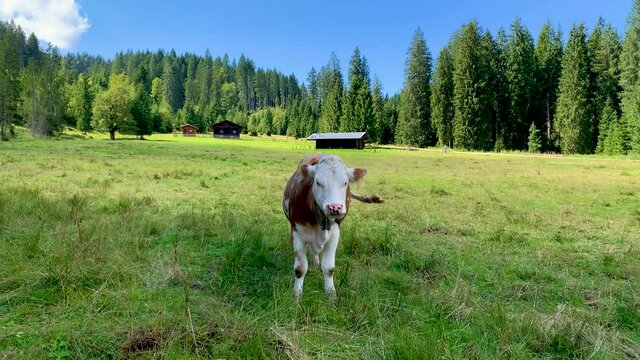 Brown and white cow on the grasslands of the Ammerwald with trees and a hut in the background during  summer, Bavaria Allg&auml;u Alps