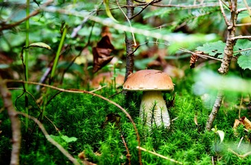 Boletus edulis, autumn mushroom picking, the Bieszczady Mountains