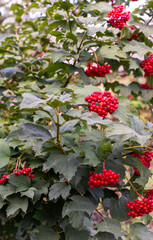 Obraz premium The ripening of red viburnum in the garden, young bush viburnum