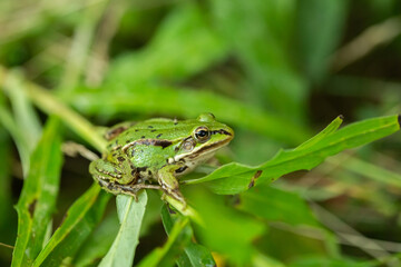 European grass frog sitting on the green grass