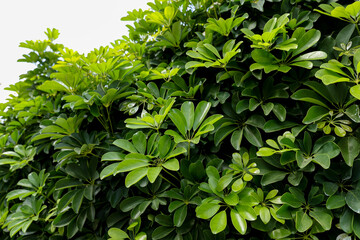 Fototapeta na wymiar Schefflera plant. Nature background. Green wallpaper