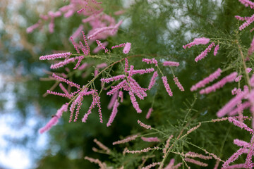 Tamarix tree with fluffy pastel flowers on a sunny day. Nature wallpaper