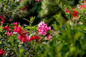 Pink and red flowers of Nerium oleander. Floral wallpaper