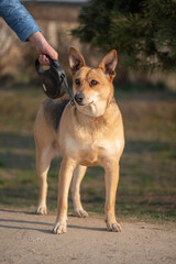 A beautiful stray dog in a shelter on overexposure.