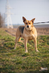 A beautiful stray dog in a shelter on overexposure.