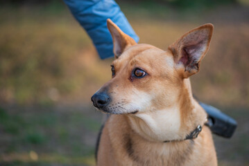 A beautiful stray dog in a shelter on overexposure.