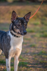 A beautiful stray dog in a shelter on overexposure.
