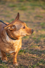 A beautiful stray dog in a shelter on overexposure.
