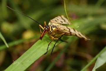 common scorpion fly in the grass